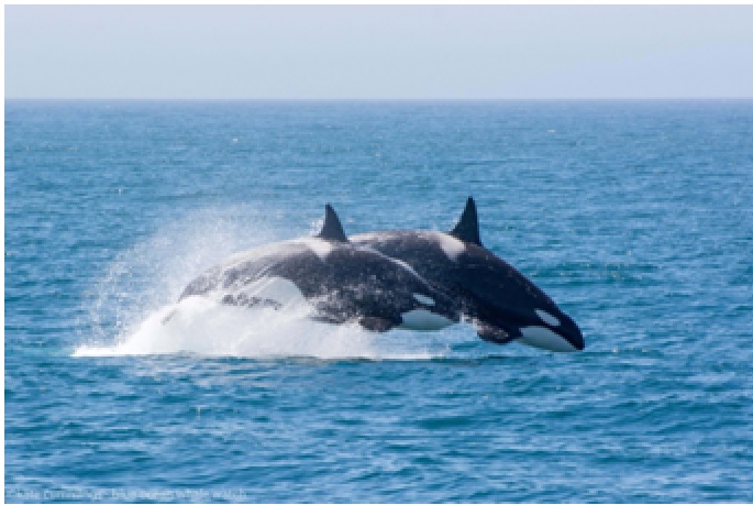 Whales